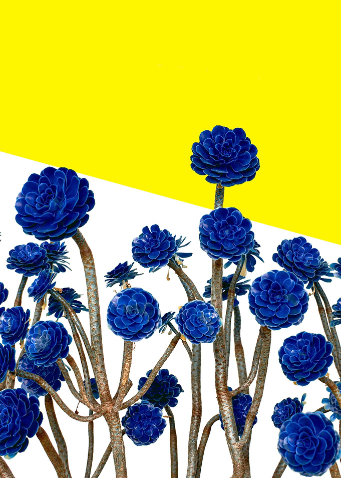 blue flowers