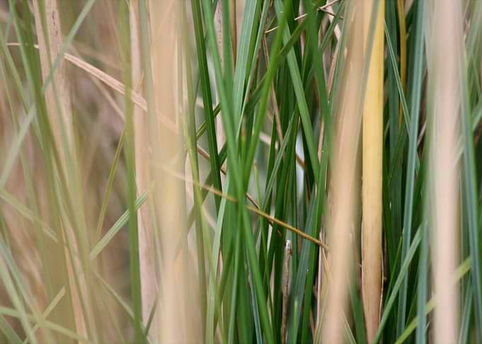 Grass Streaks