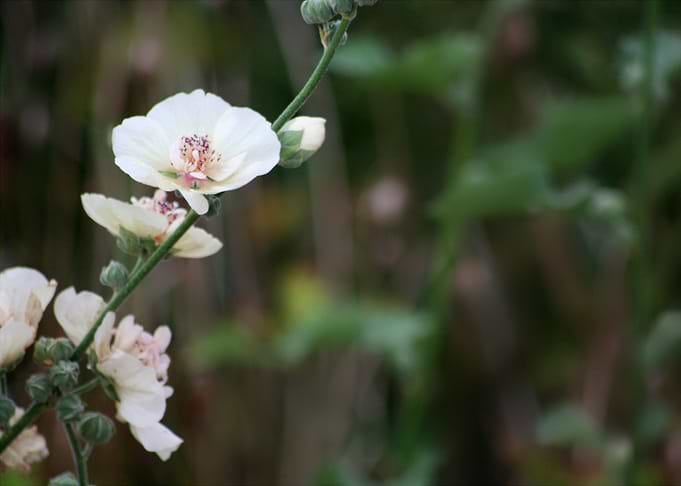Pale Petals 1