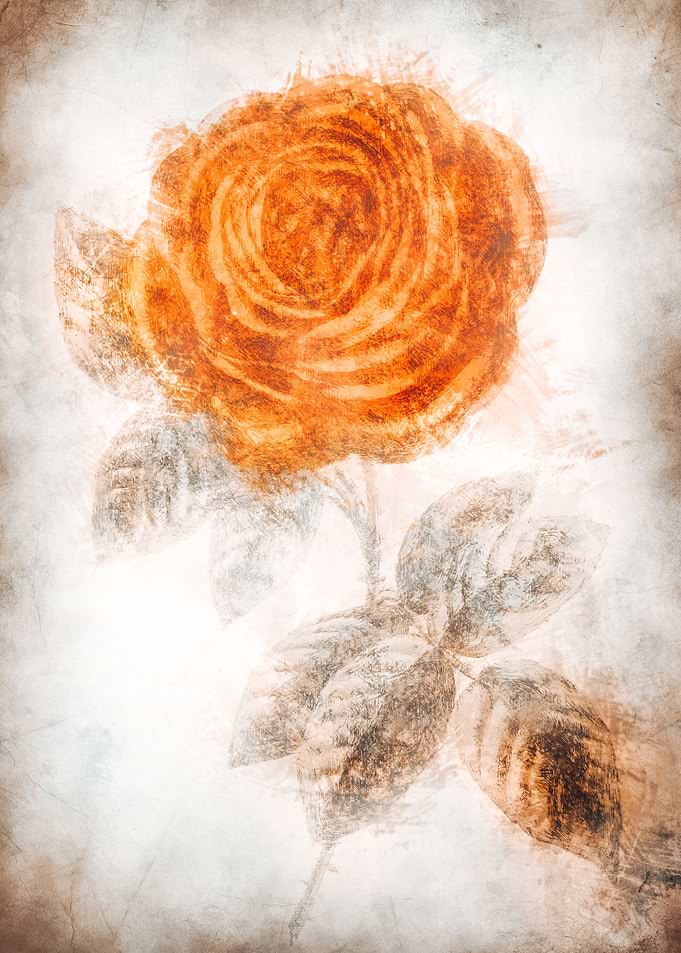 Rose