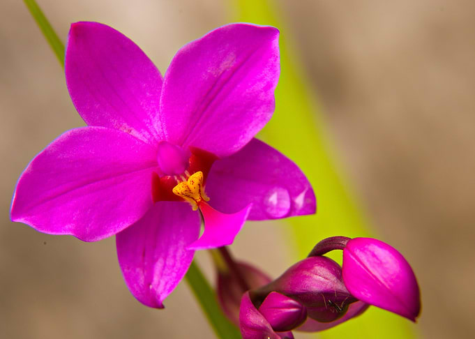 Orchid 3