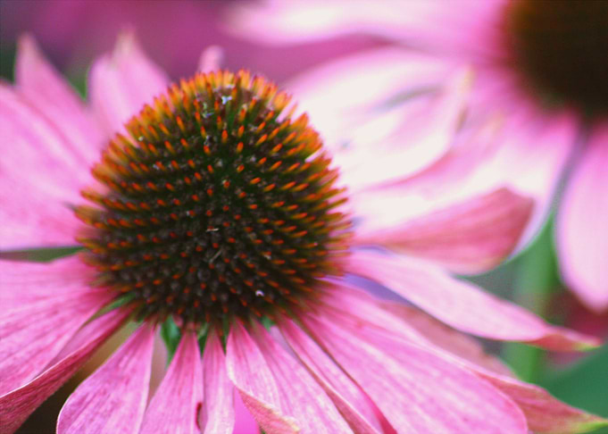 Openly Pink