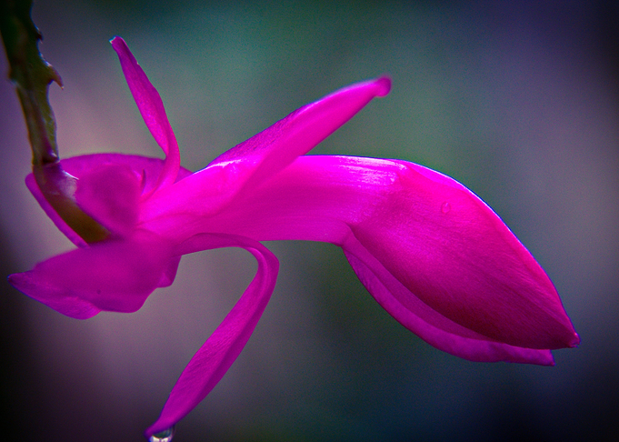 Flower 11