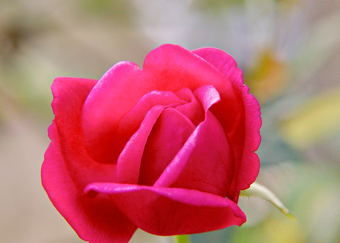 Rose 23