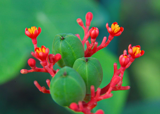 Flower 14