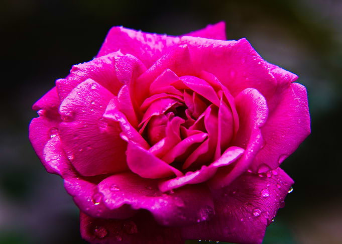 Rose 24