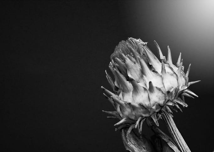 Floral Monotony 3