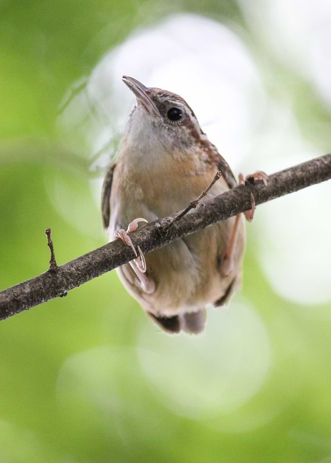 Spring Bird