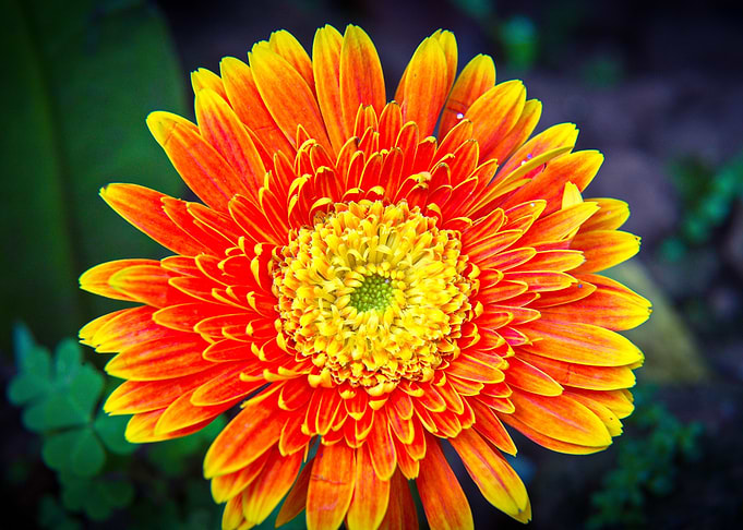 Flower 10