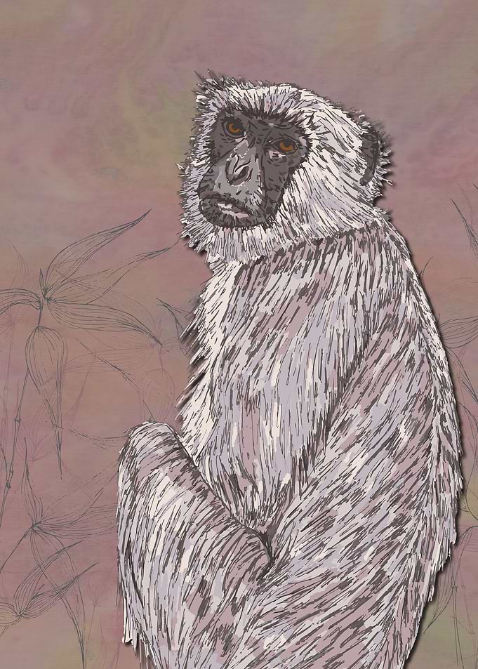Gray Langur Monkey