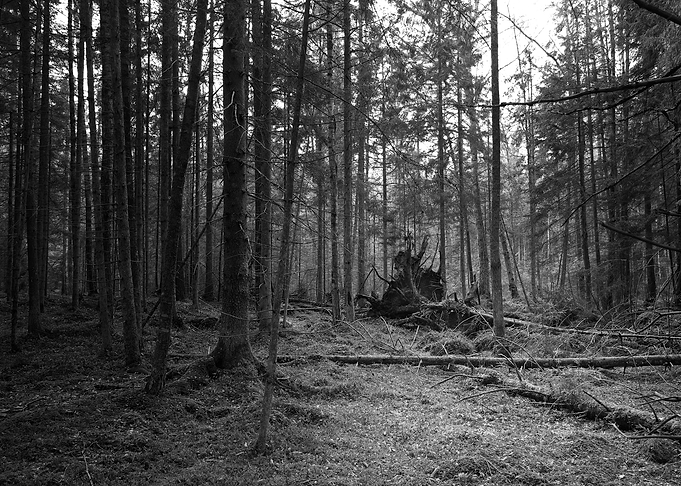 Stump
