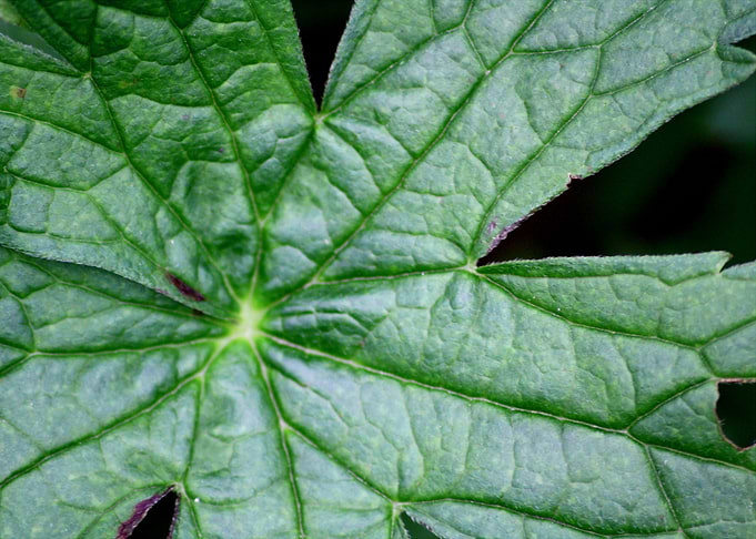 Leaf from the Sky