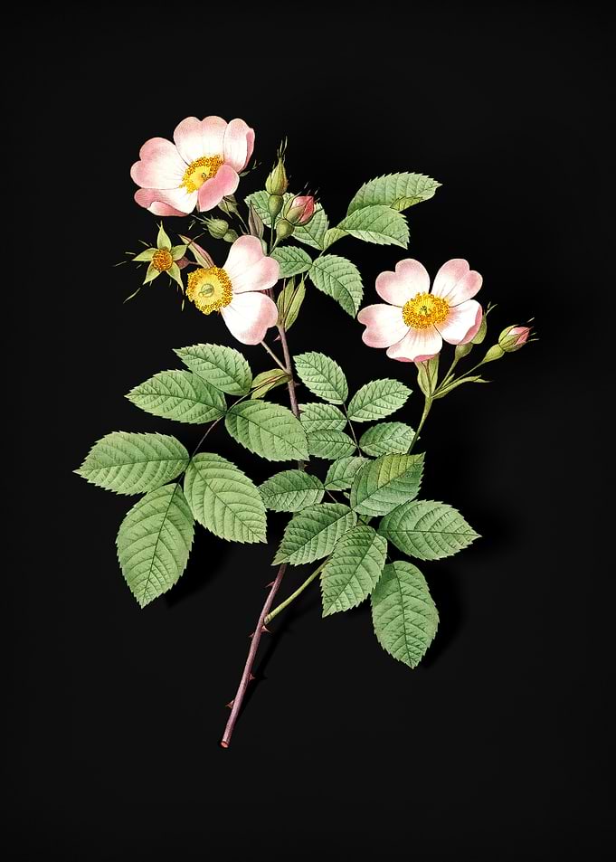 Short Styled Field Rose