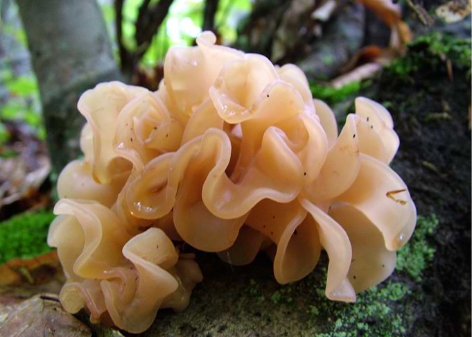 Fungi