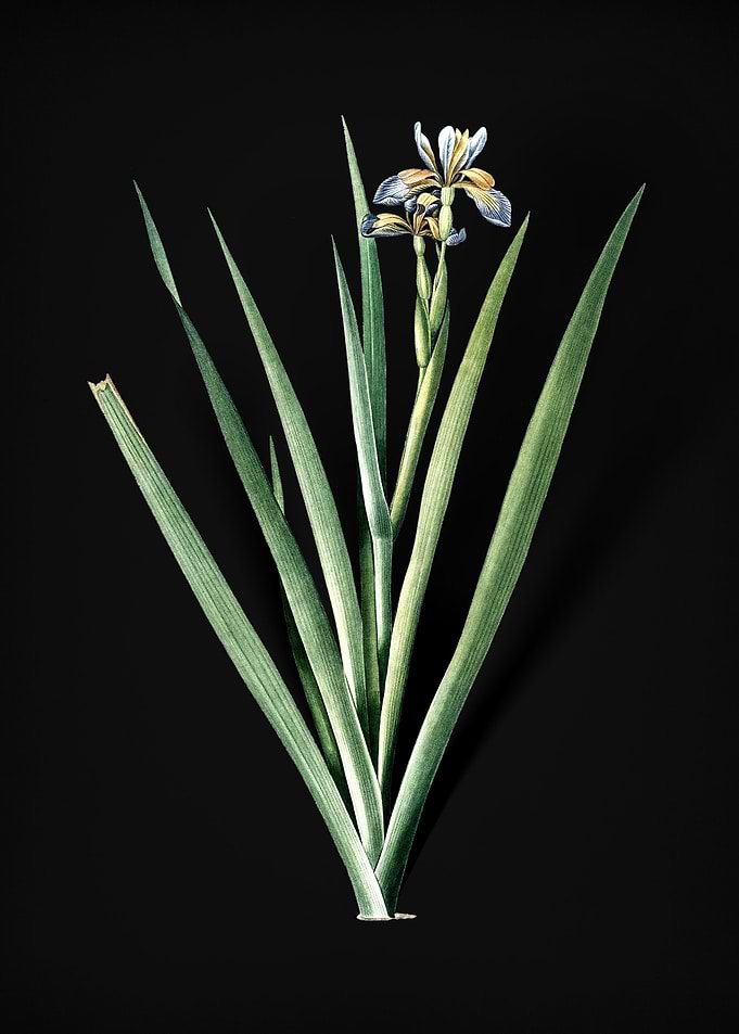 Vintage Stinking Iris