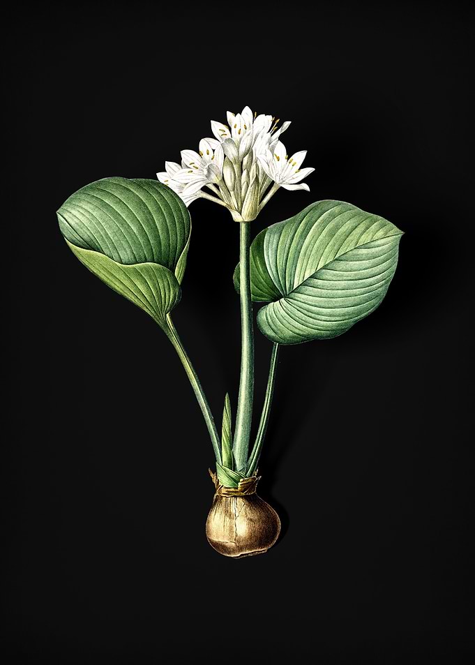 Vintage Cardwell Lily