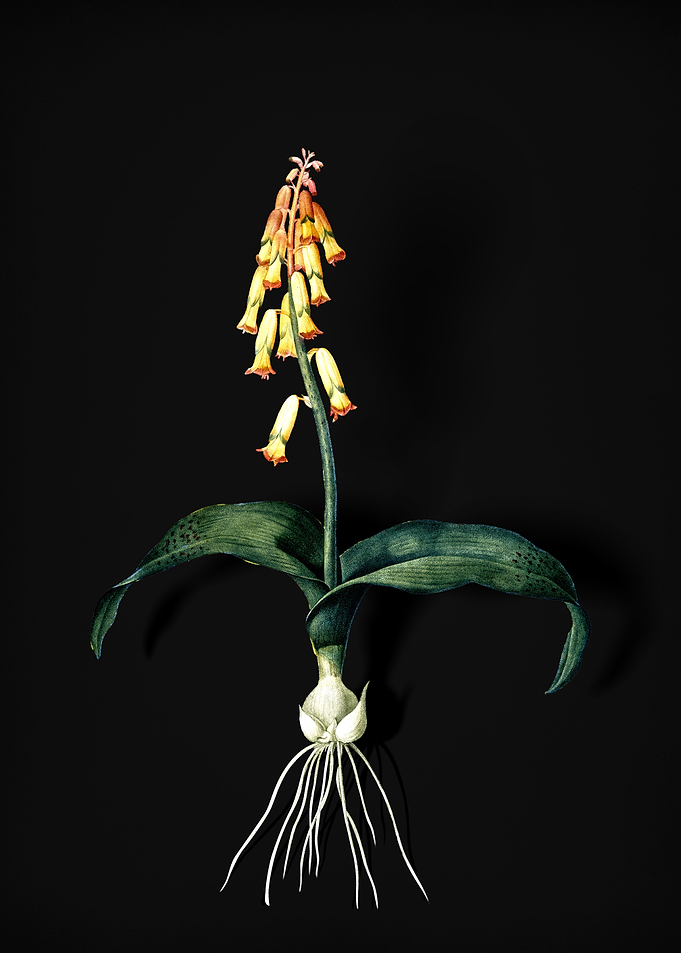 Vintage Watsonia