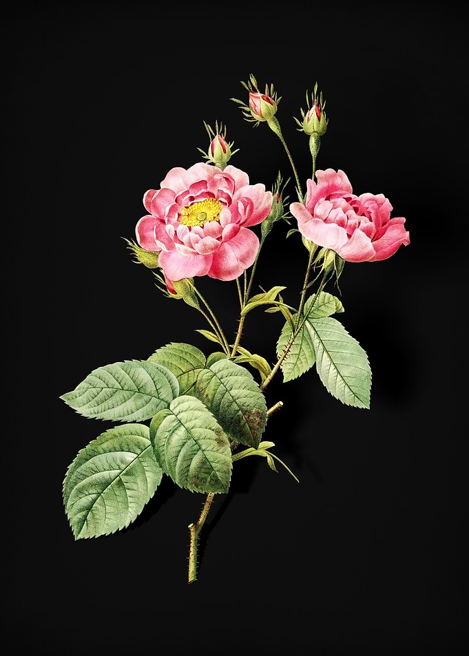 Anemone Centuries Rose