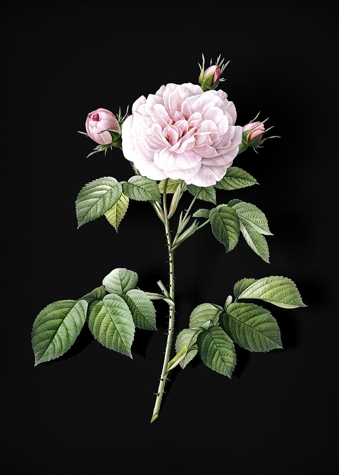 Vintage Rosa Alba