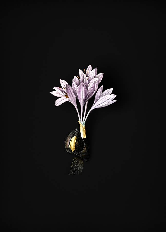 Vintage Autumn Crocus