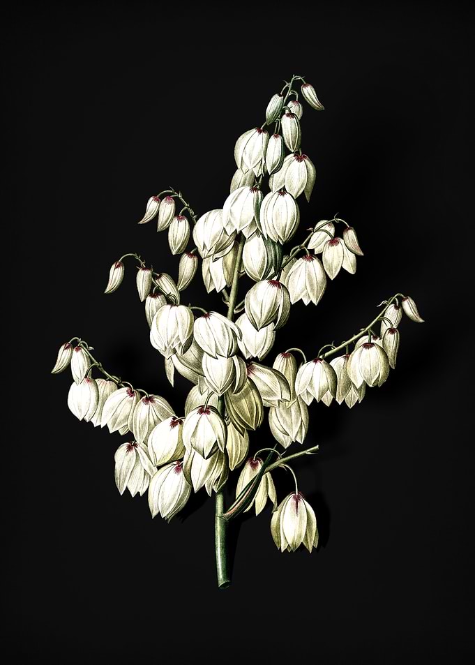 Vintage Aloe Yucca