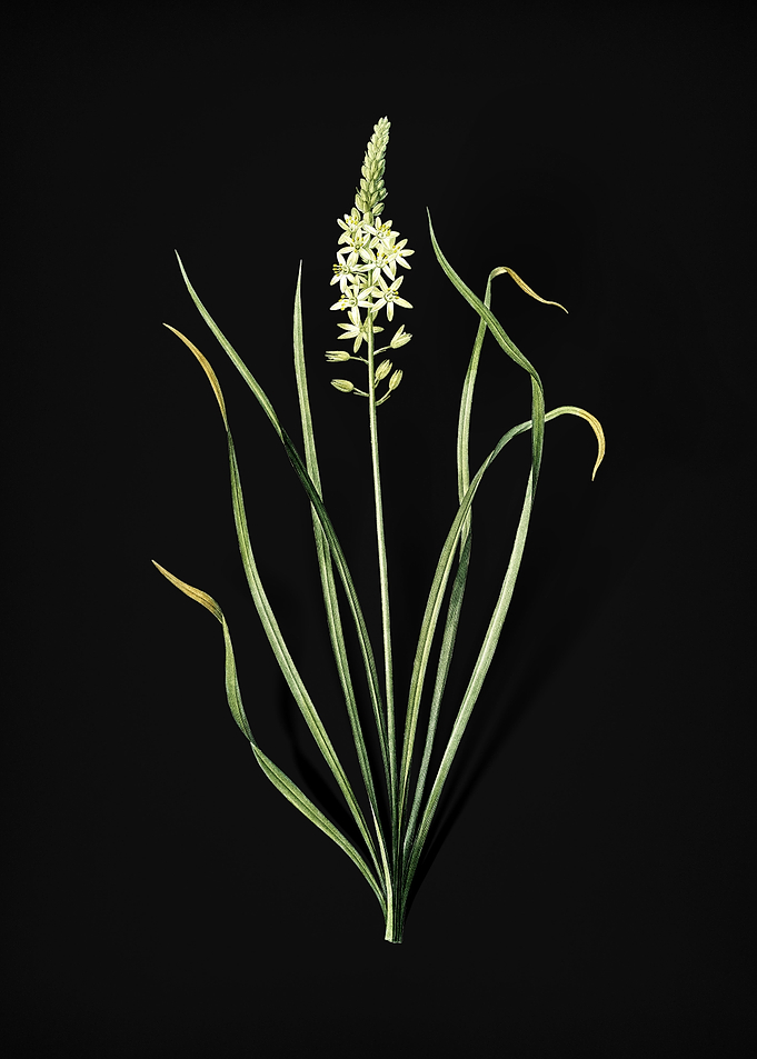 Vintage Wild Asparagus