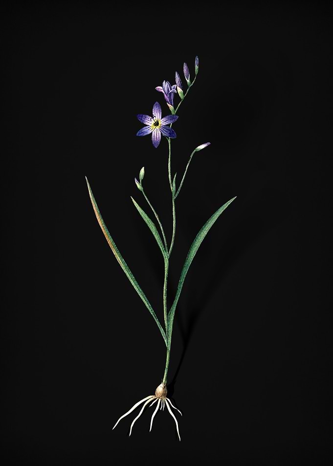 Vintage Ixia Secunda