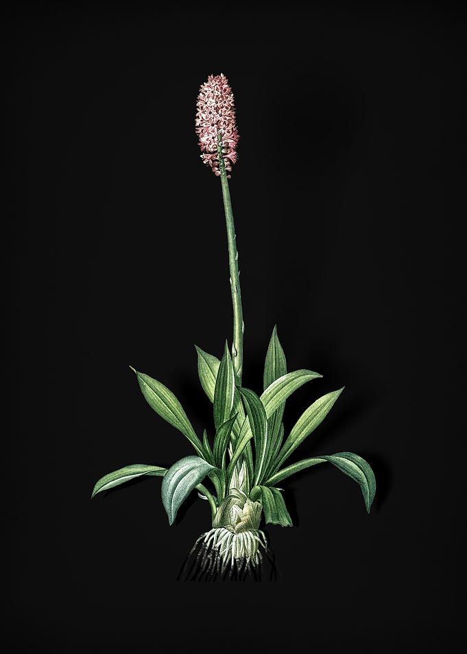 Vintage Swamp Pink