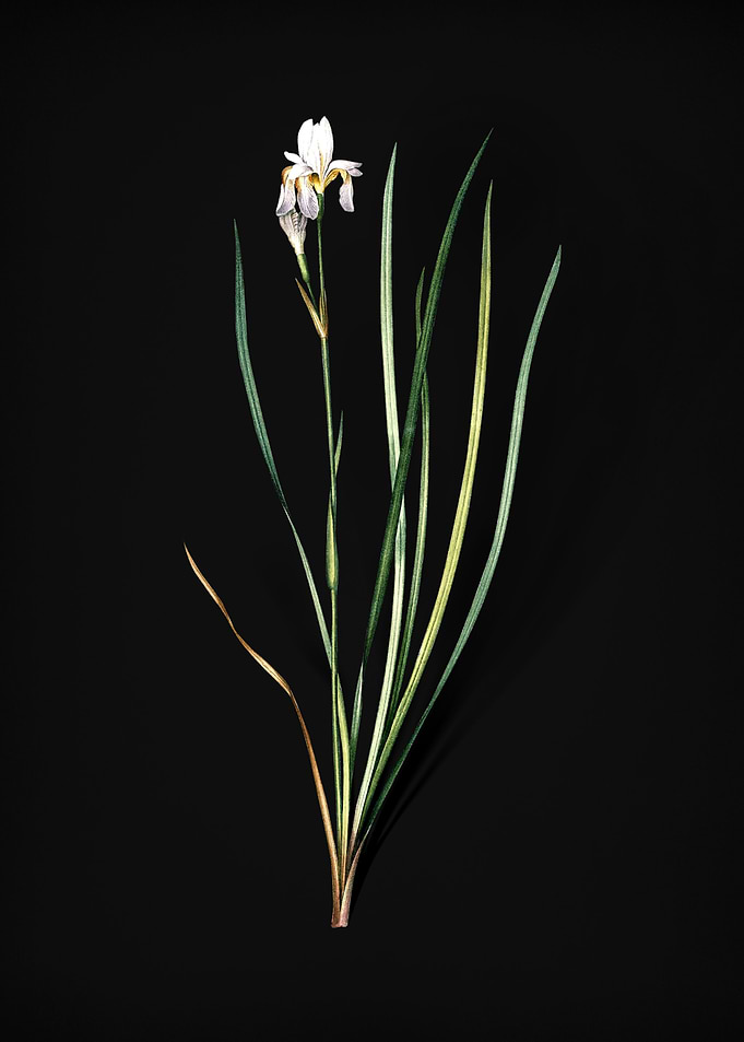 Siberian Iris