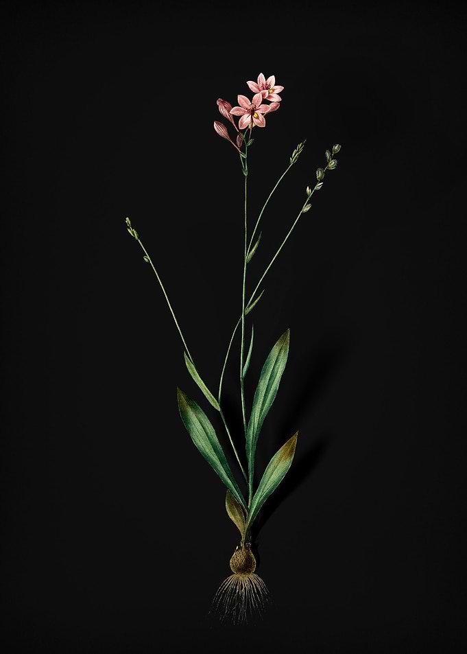 Vintage Gladiolus Junceus