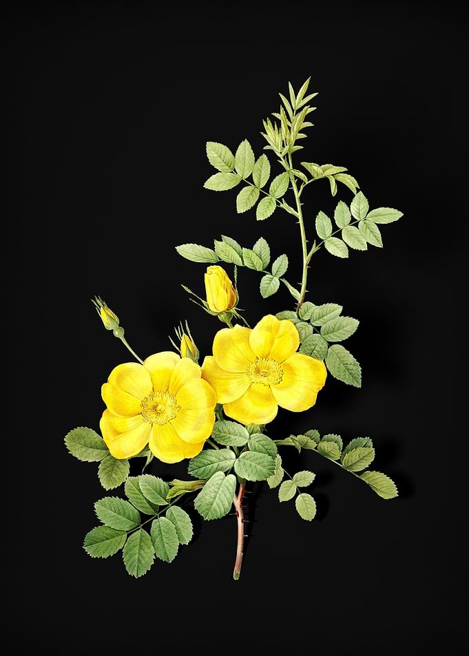 Yellow Sweetbriar Roses