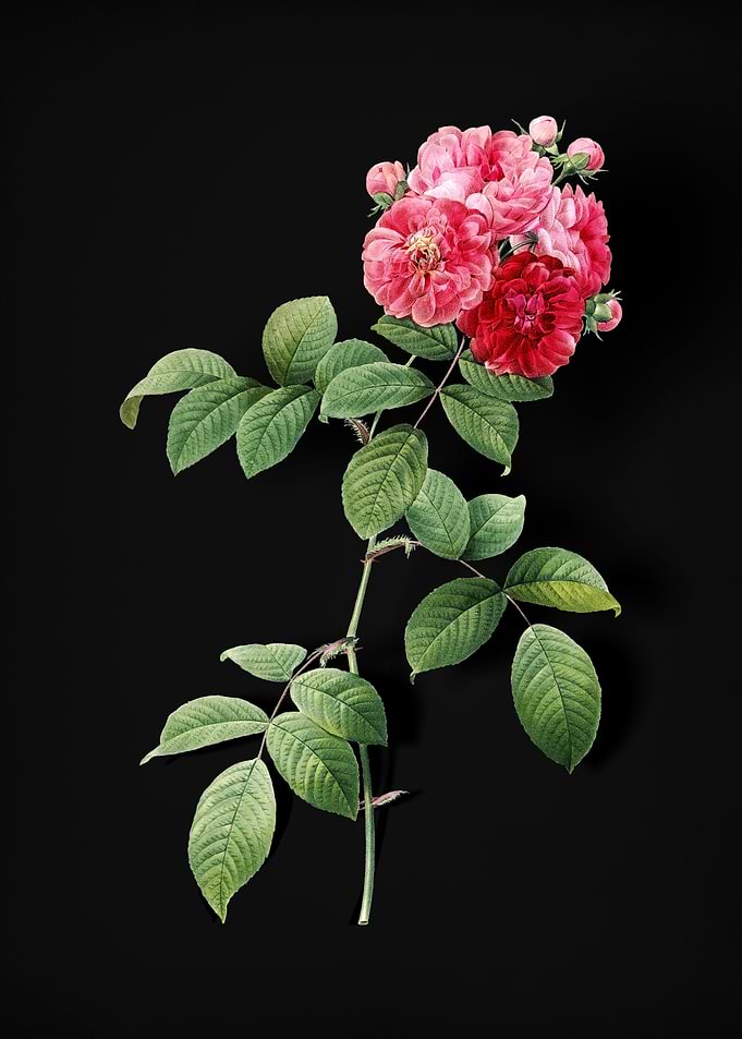 Seven Sisters Roses