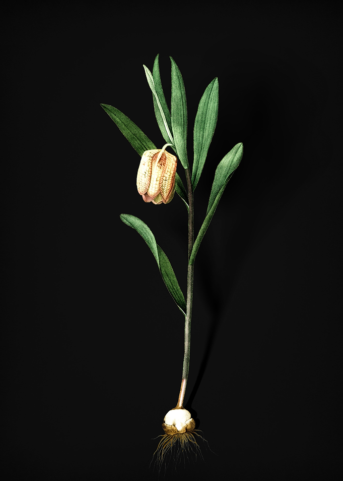 Fritillaria Latifolia