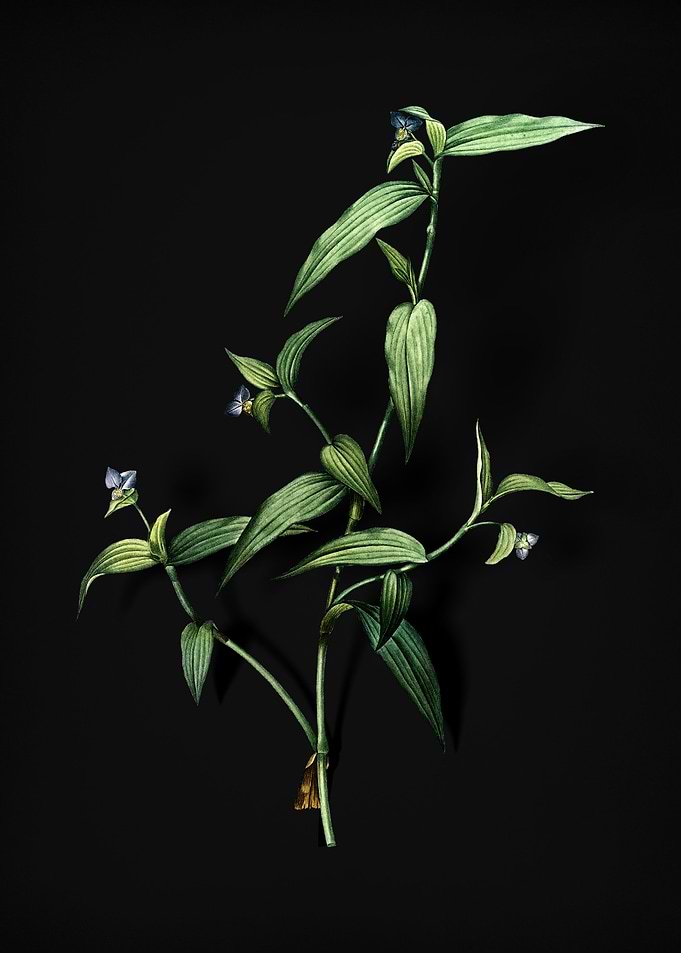 Vintage Tagblume