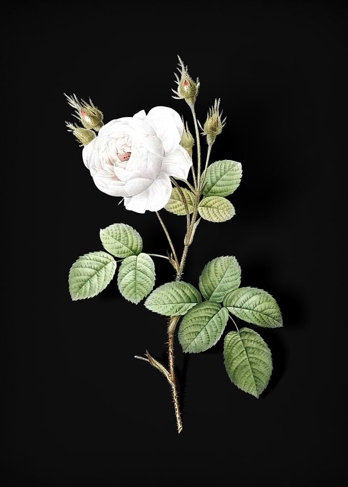 Vintage White Misty Rose