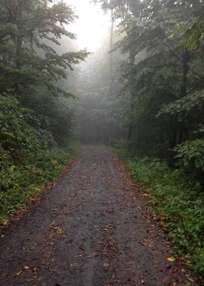 In to the woods