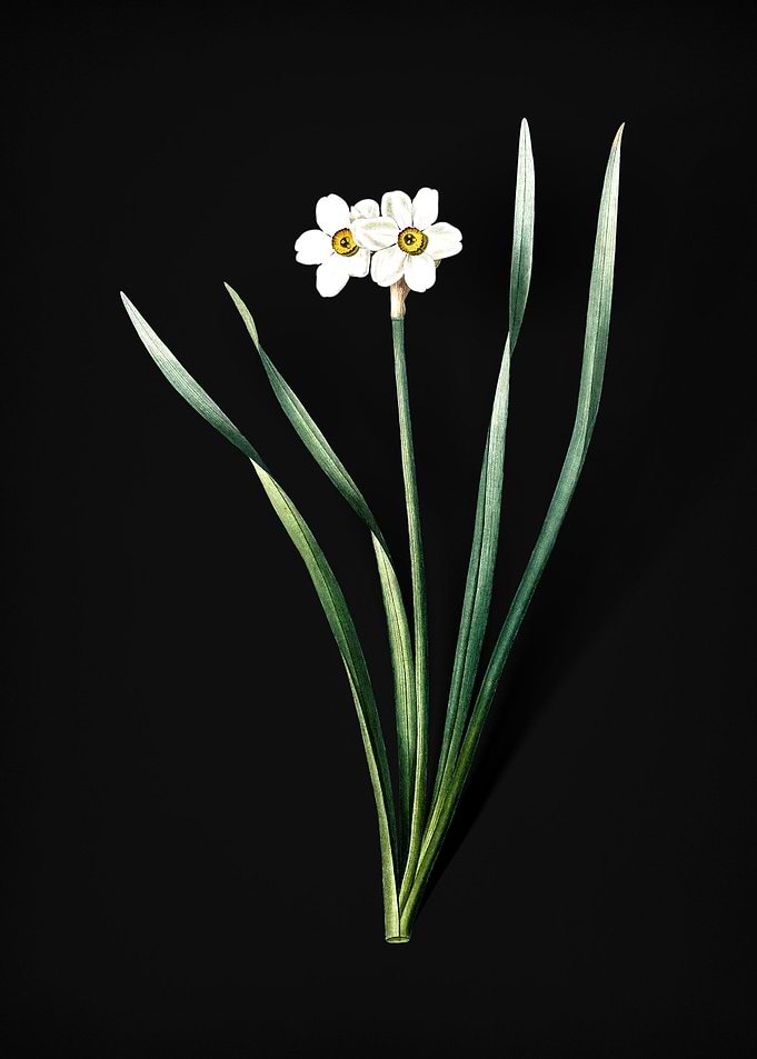 Primrose Peerless