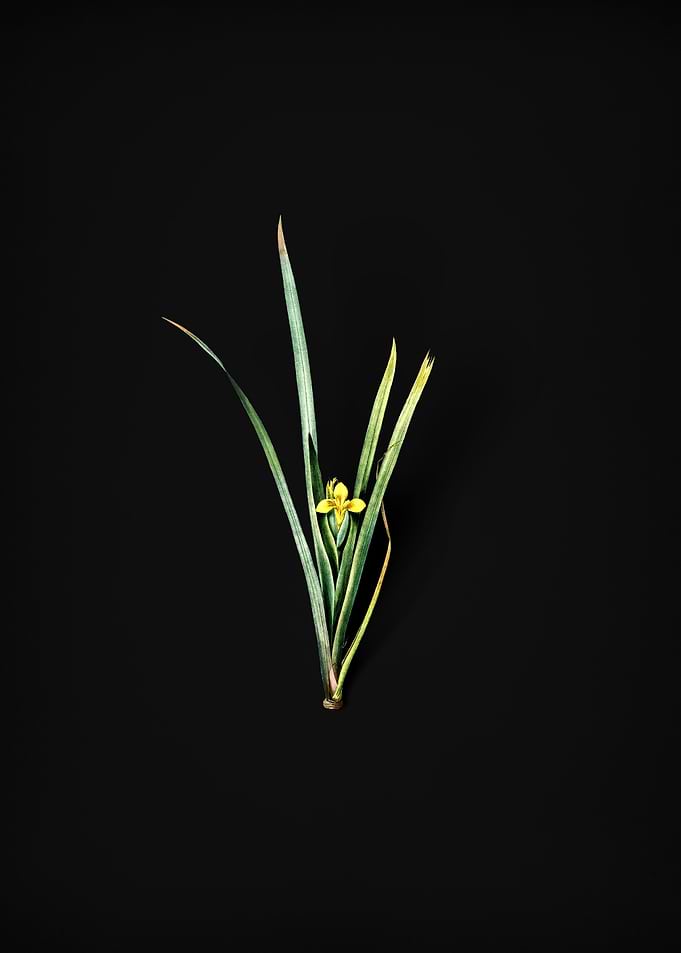 Vintage Yellow Iris