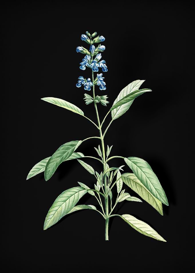 Blooming Sage Plant
