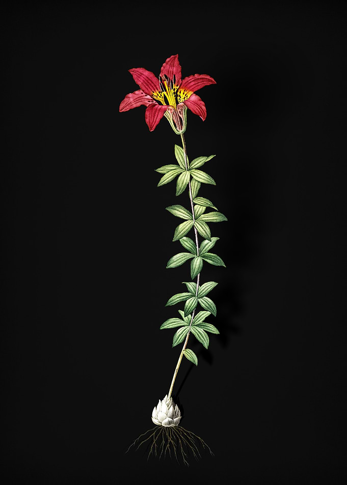 Vintage Wood Lily