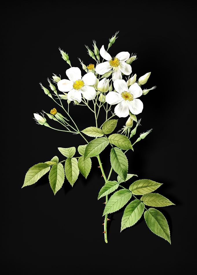 Blooming Musk Rose