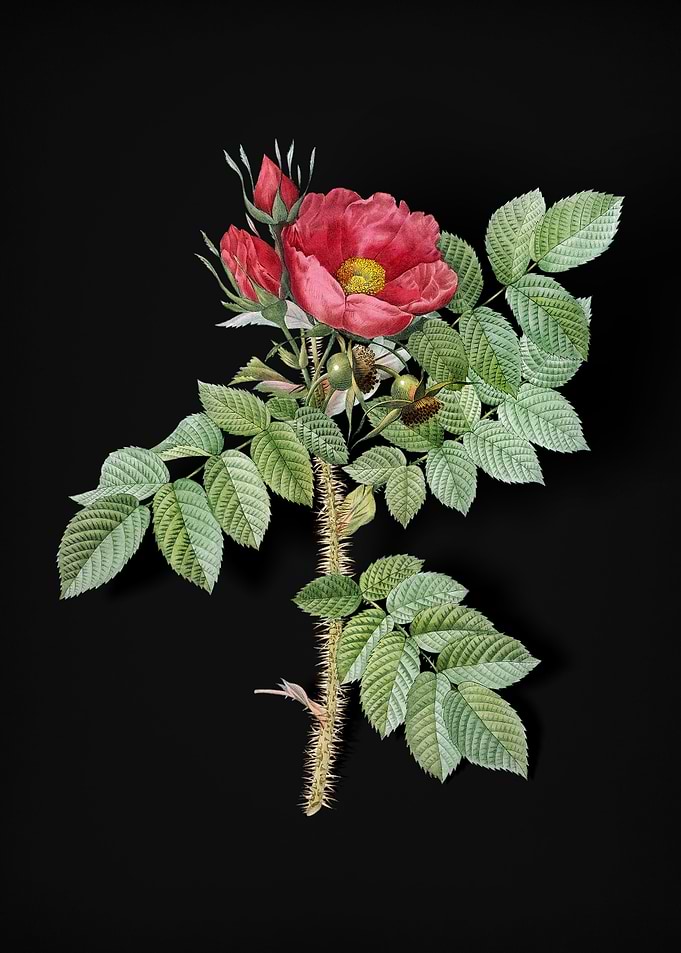Vintage Kamtschatka Rose