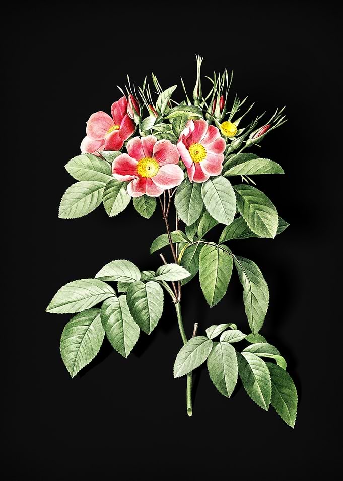 Blooming Pasture Rose