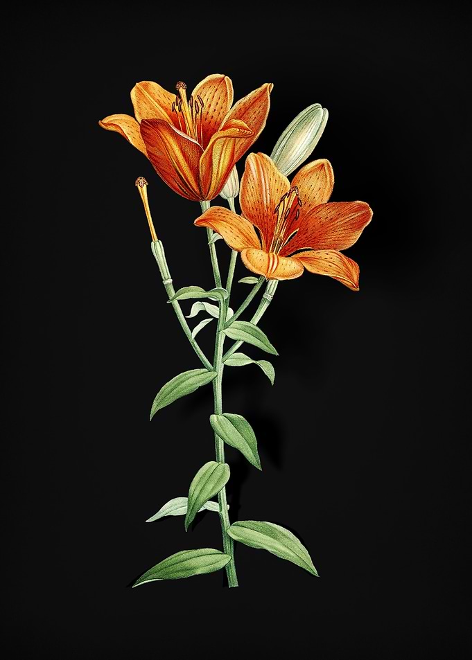 Orange Bulbous Lily
