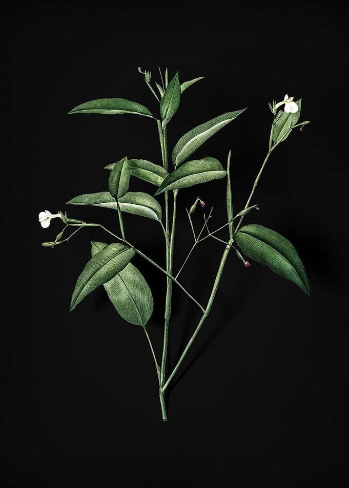 Maranta Arundinacea