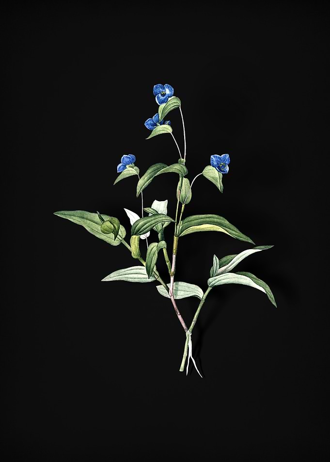 Vintage Blue Spiderwort
