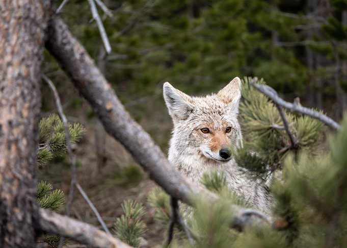 Red Fox at Glacier