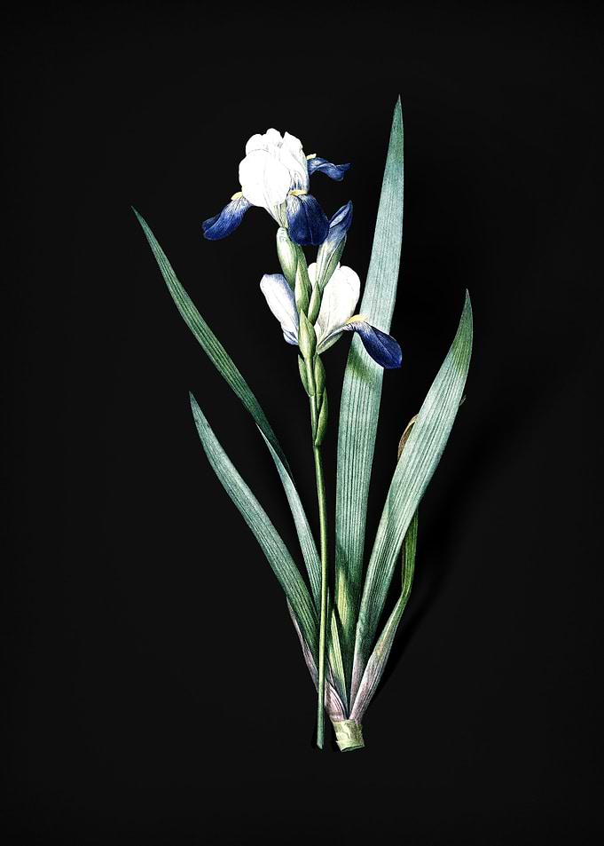 Vintage Tall Bearded Iris