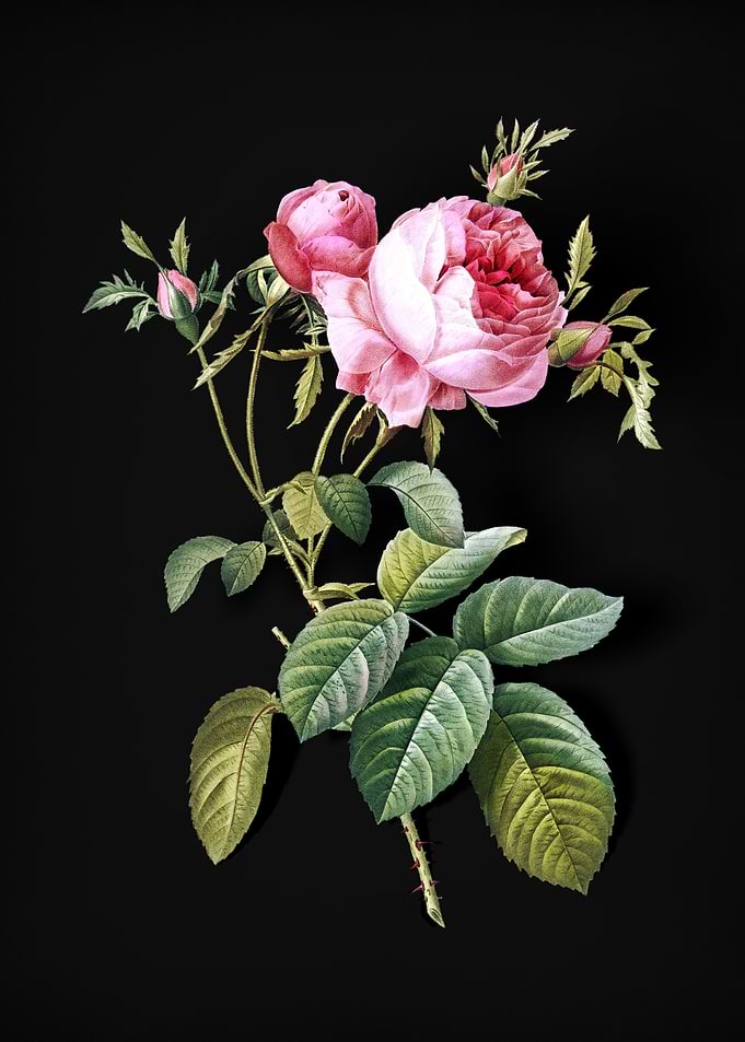 Pink Cabbage Rose de Mai