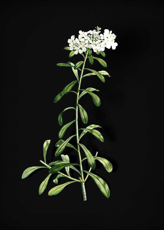Small White Flowers
